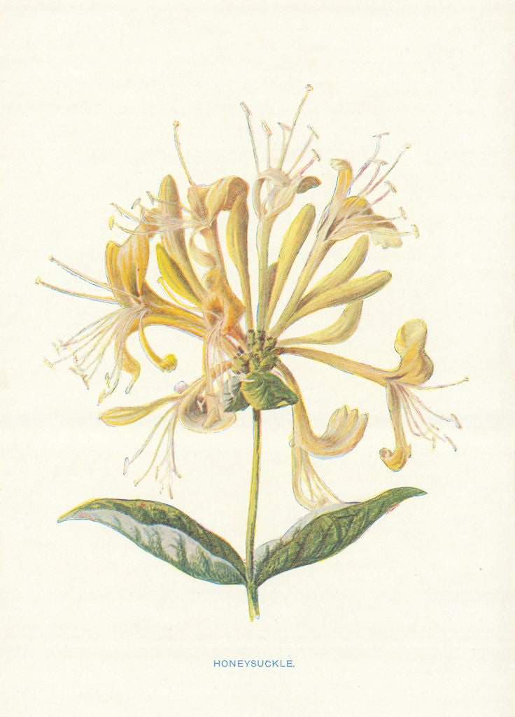 Honeysuckle. Wild Flowers by Frederick Edward Hulme c1895 old antique print